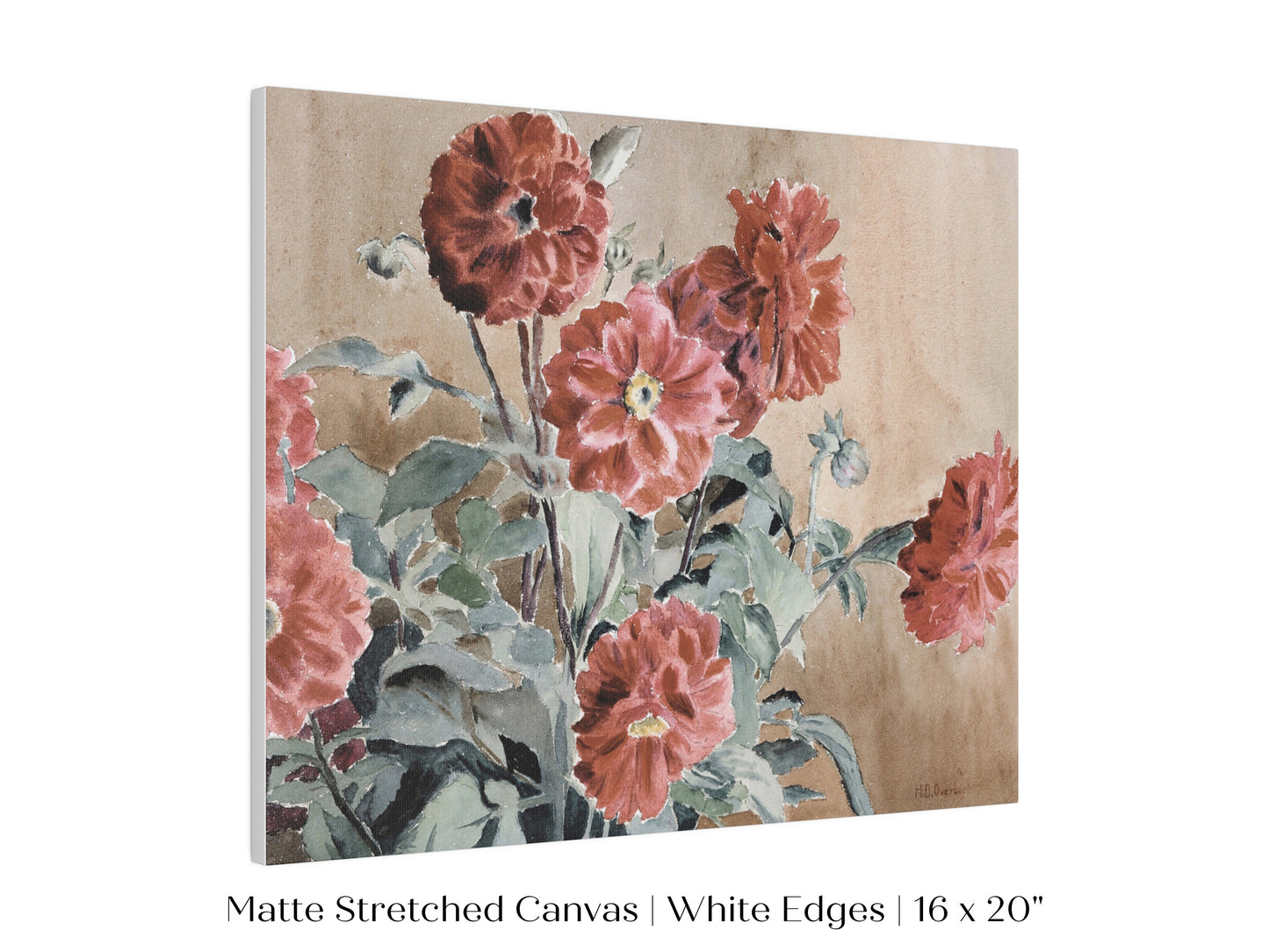 Dahlias | P390