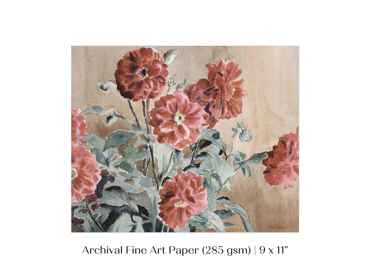 Dahlias | P390