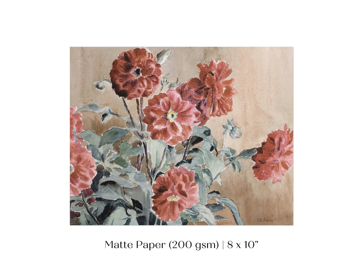 Dahlias | P390