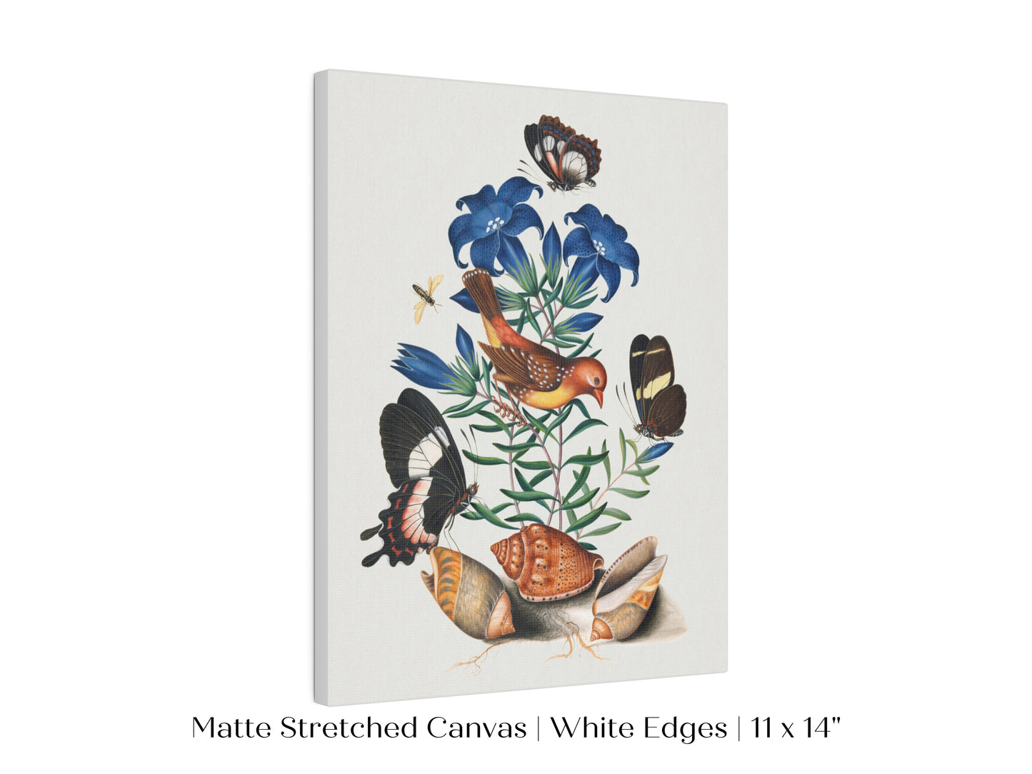 Bird, Shells and Butterflies | P158