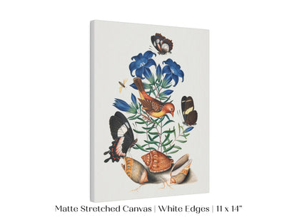 Bird, Shells and Butterflies | P158