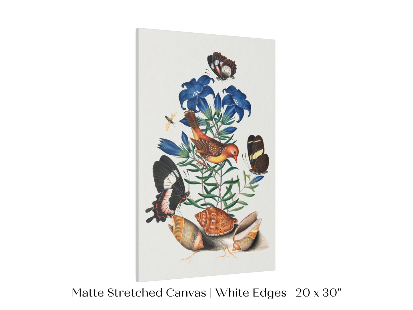 Bird, Shells and Butterflies | P158