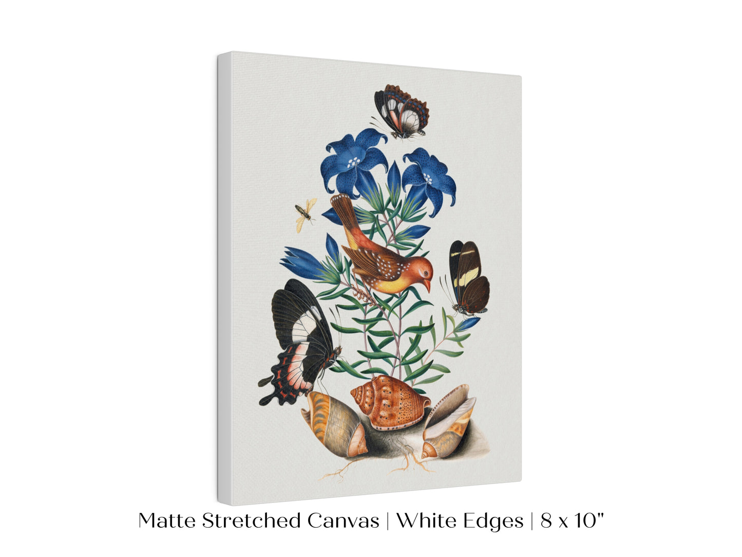 Bird, Shells and Butterflies | P158