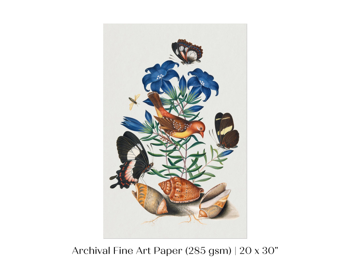 Bird, Shells and Butterflies | P158