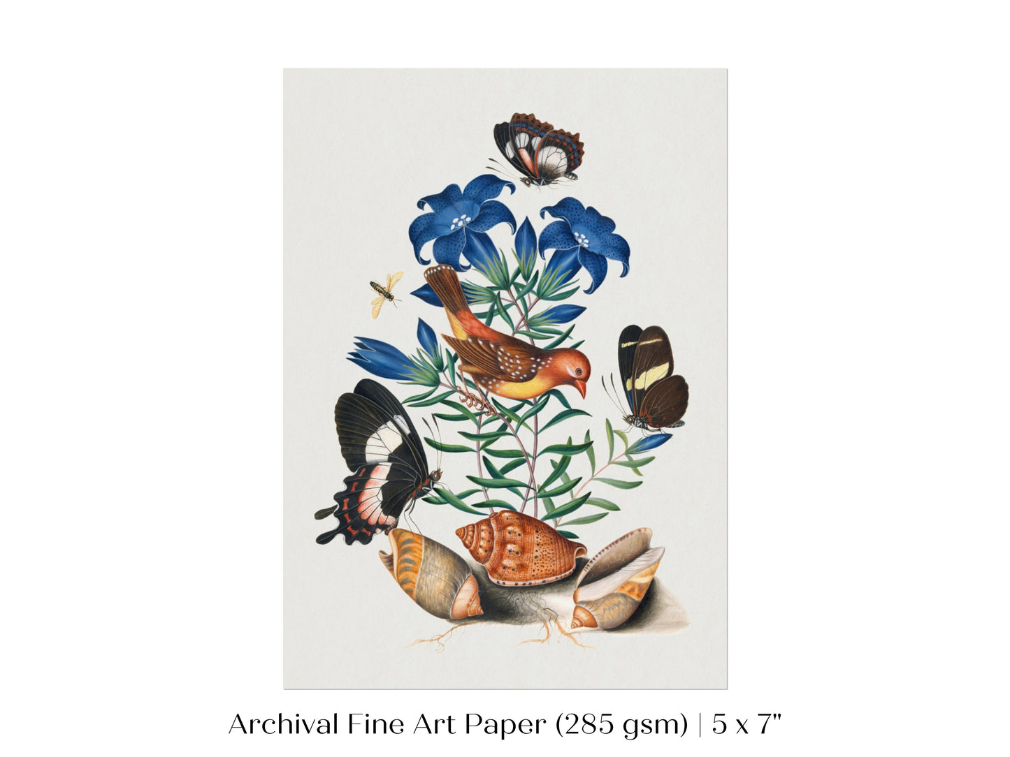 Bird, Shells and Butterflies | P158
