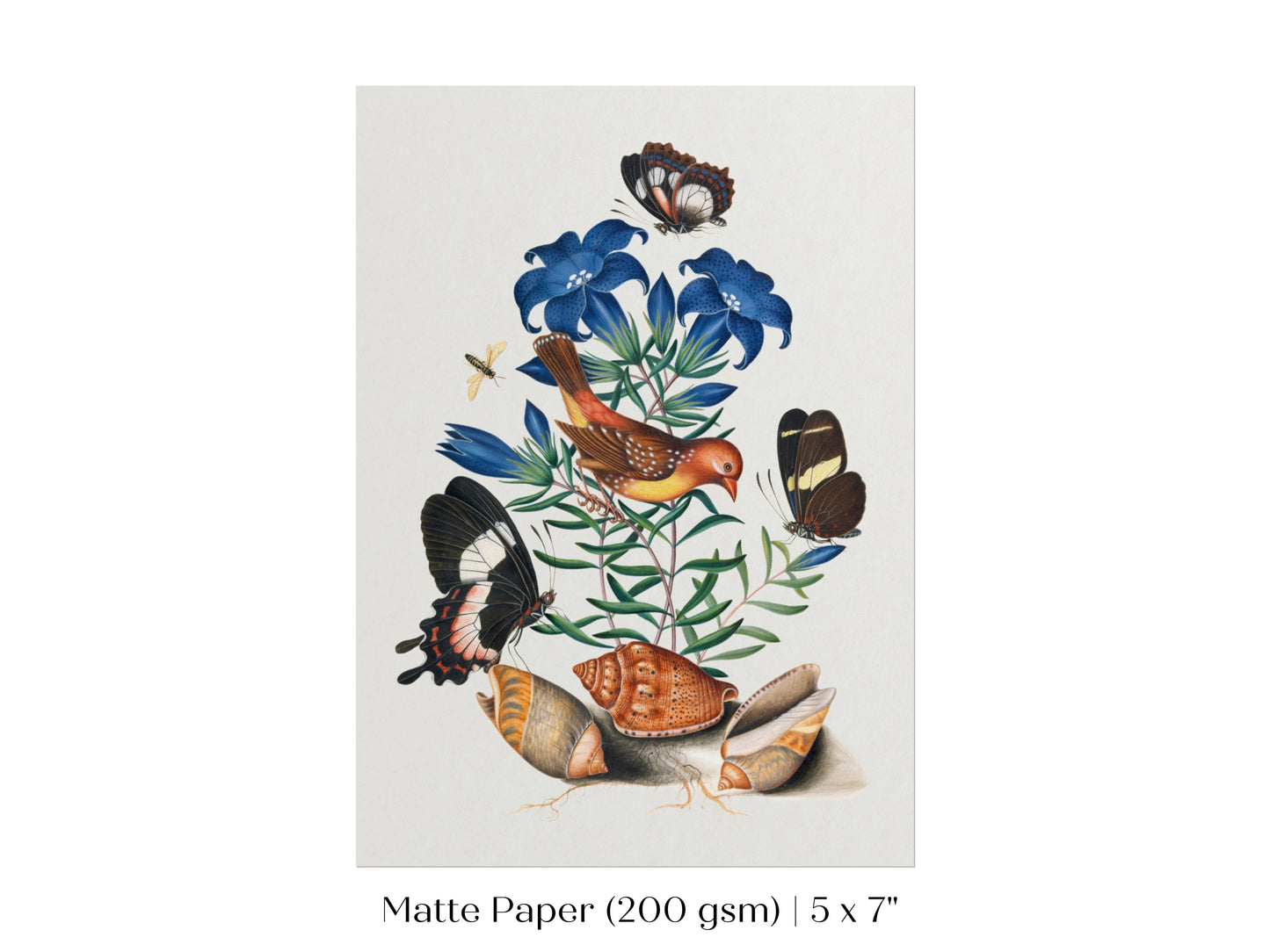 Bird, Shells and Butterflies | P158