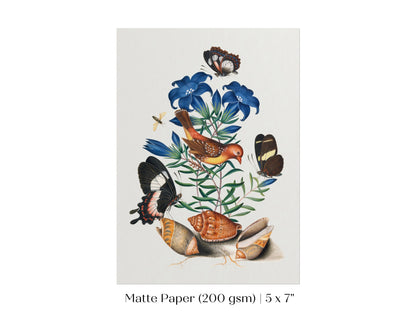 Bird, Shells and Butterflies | P158