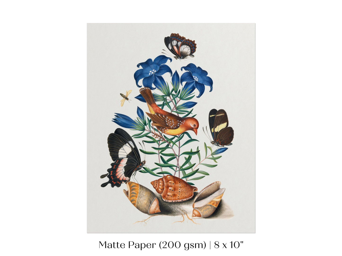 Bird, Shells and Butterflies | P158