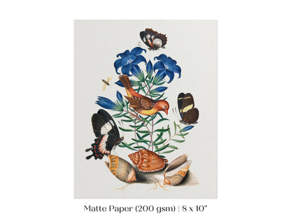 Bird, Shells and Butterflies | P158