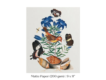 Bird, Shells and Butterflies | P158