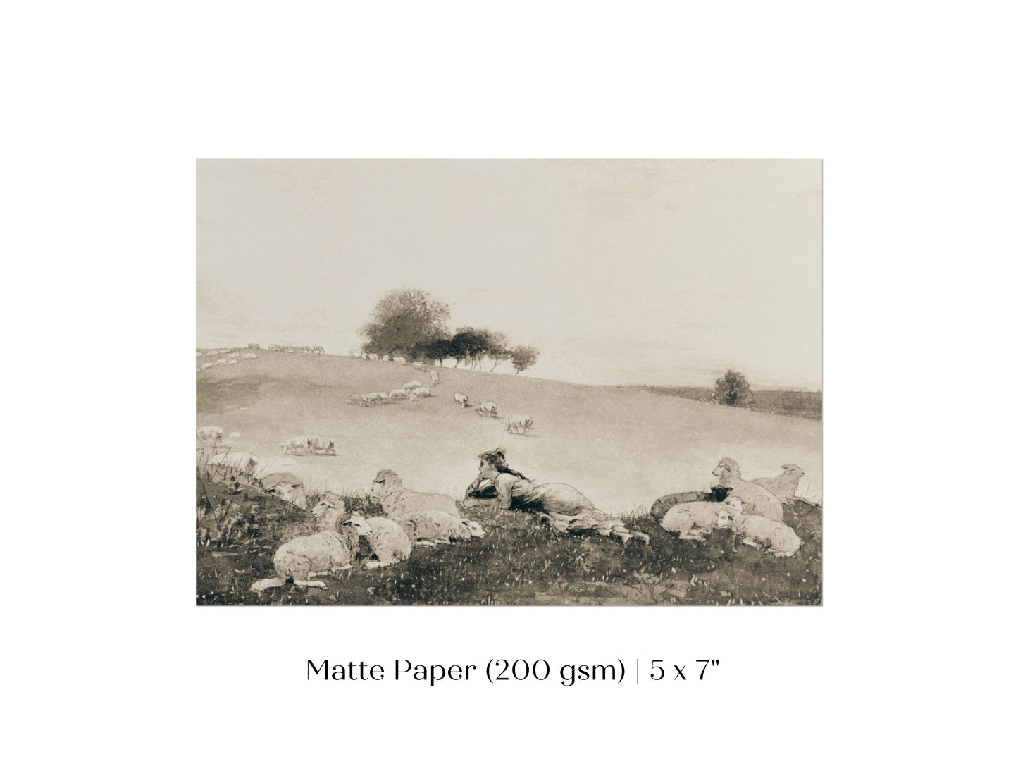Shepherdess | P397
