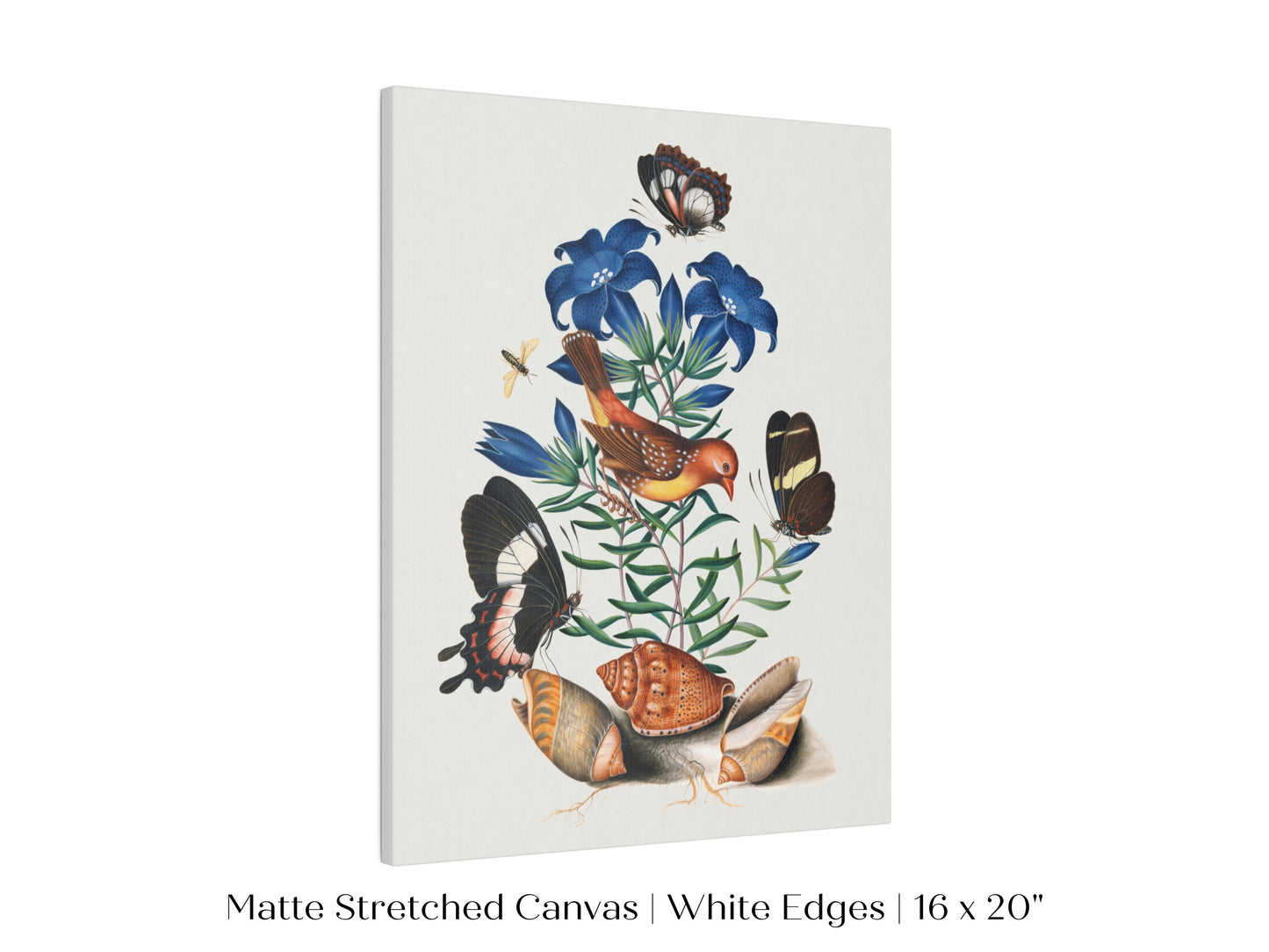 Bird, Shells and Butterflies | P158