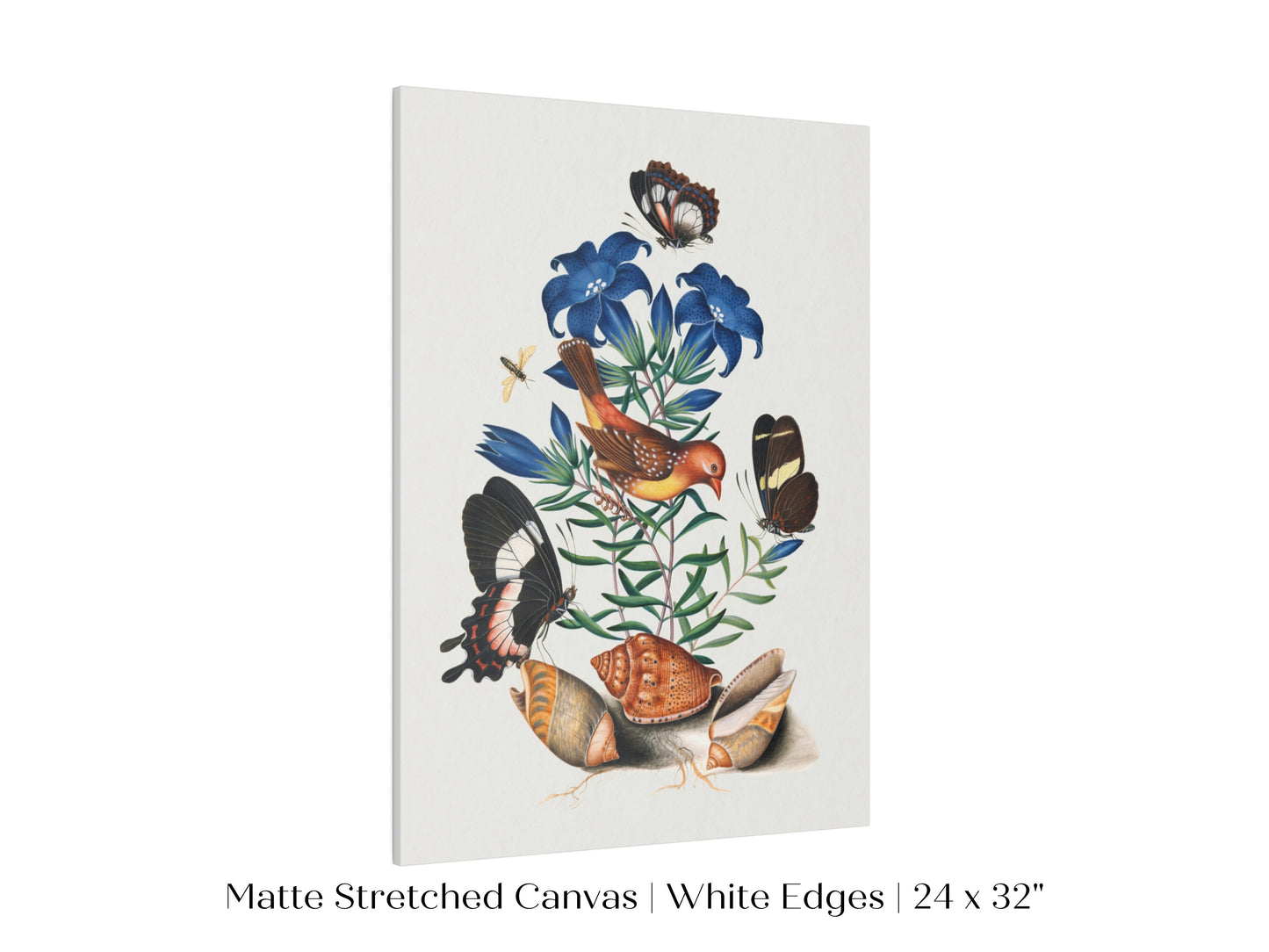 Bird, Shells and Butterflies | P158