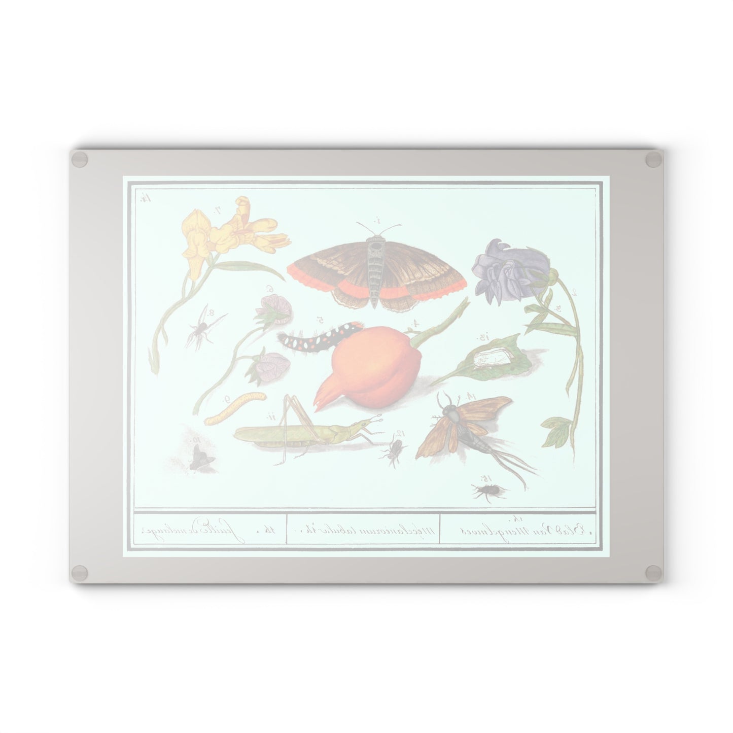 Natural History Ensemble No. 14 | Glass Chopping Board