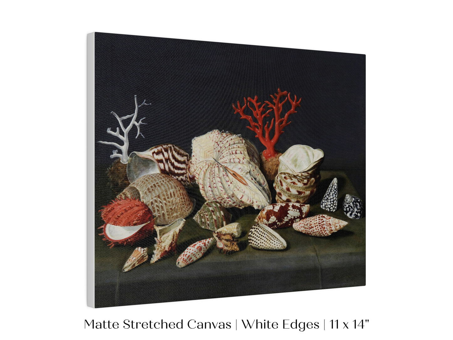 Still Life with Shells and Coral | P429
