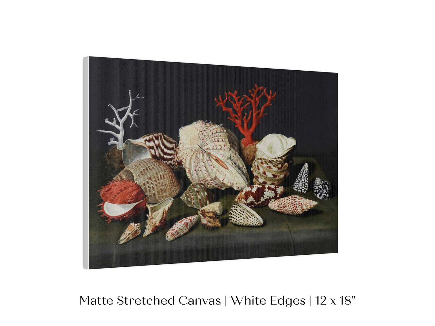 Still Life with Shells and Coral | P429