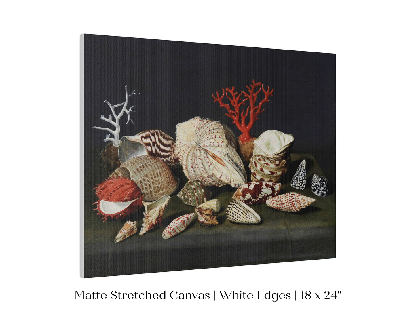 Still Life with Shells and Coral | P429