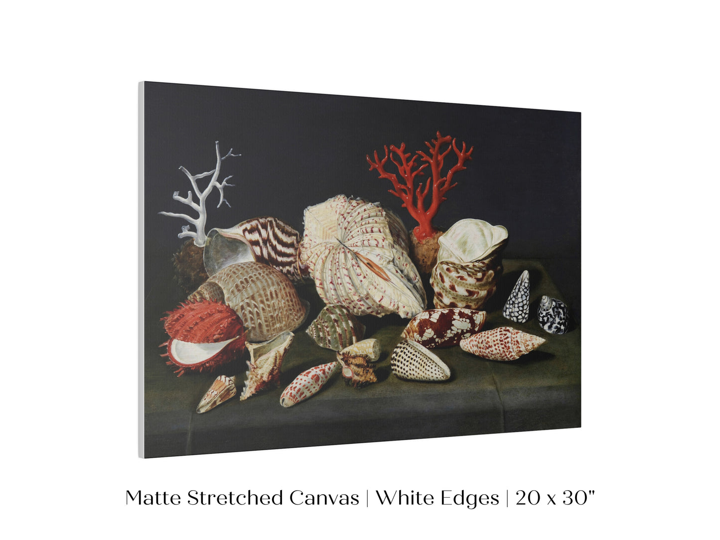 Still Life with Shells and Coral | P429