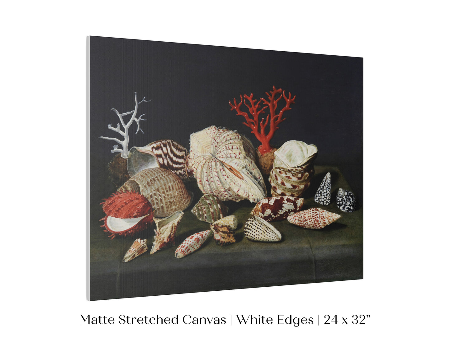 Still Life with Shells and Coral | P429