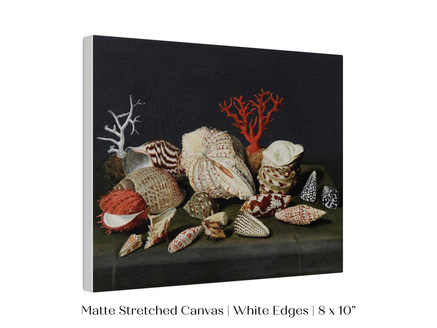 Still Life with Shells and Coral | P429