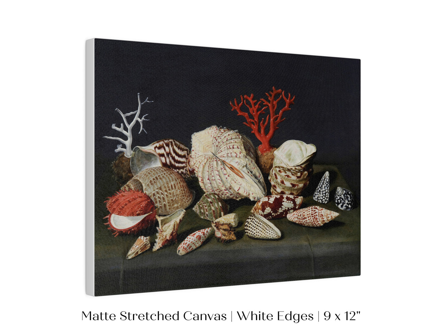 Still Life with Shells and Coral | P429