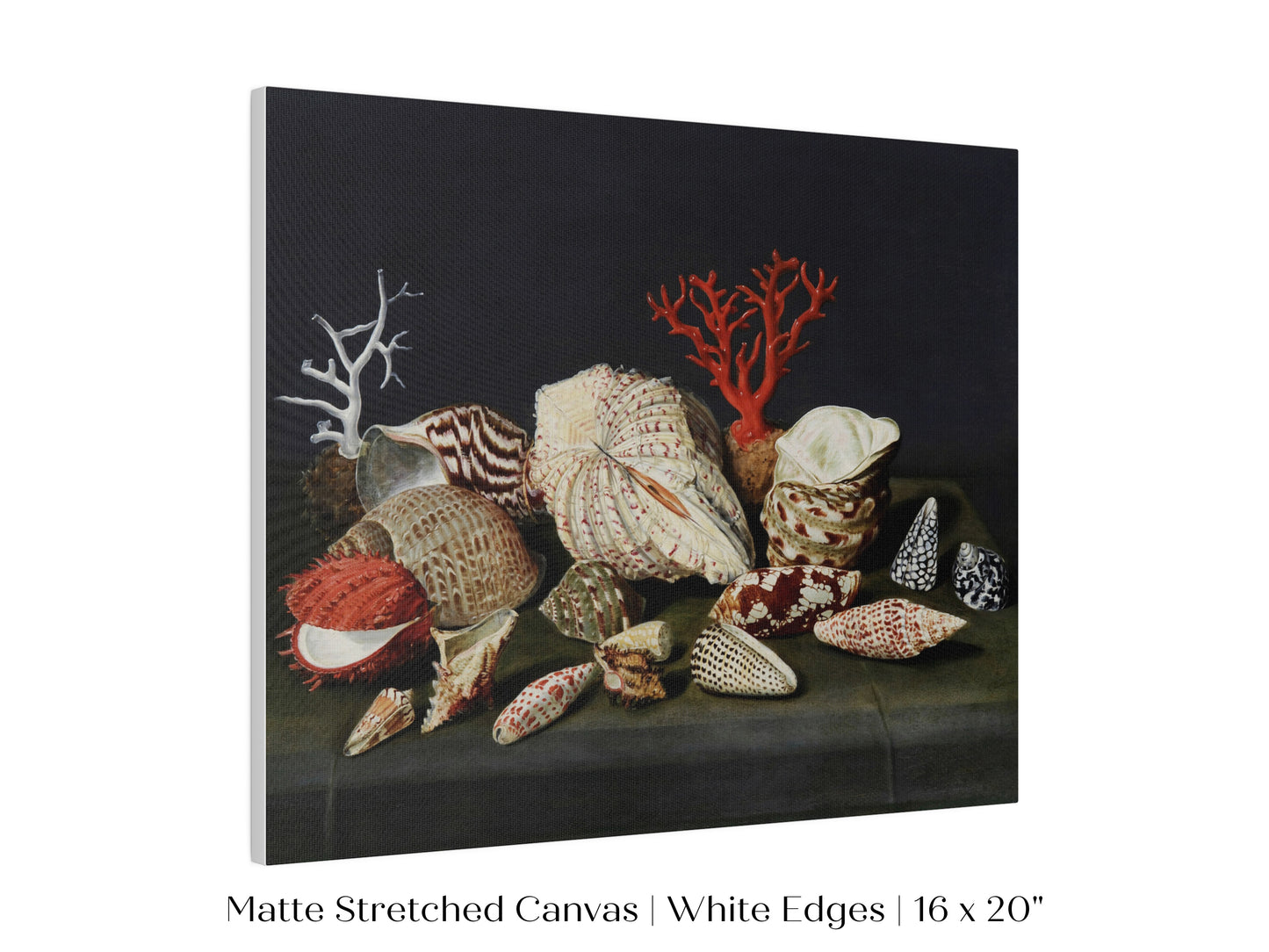 Still Life with Shells and Coral | P429