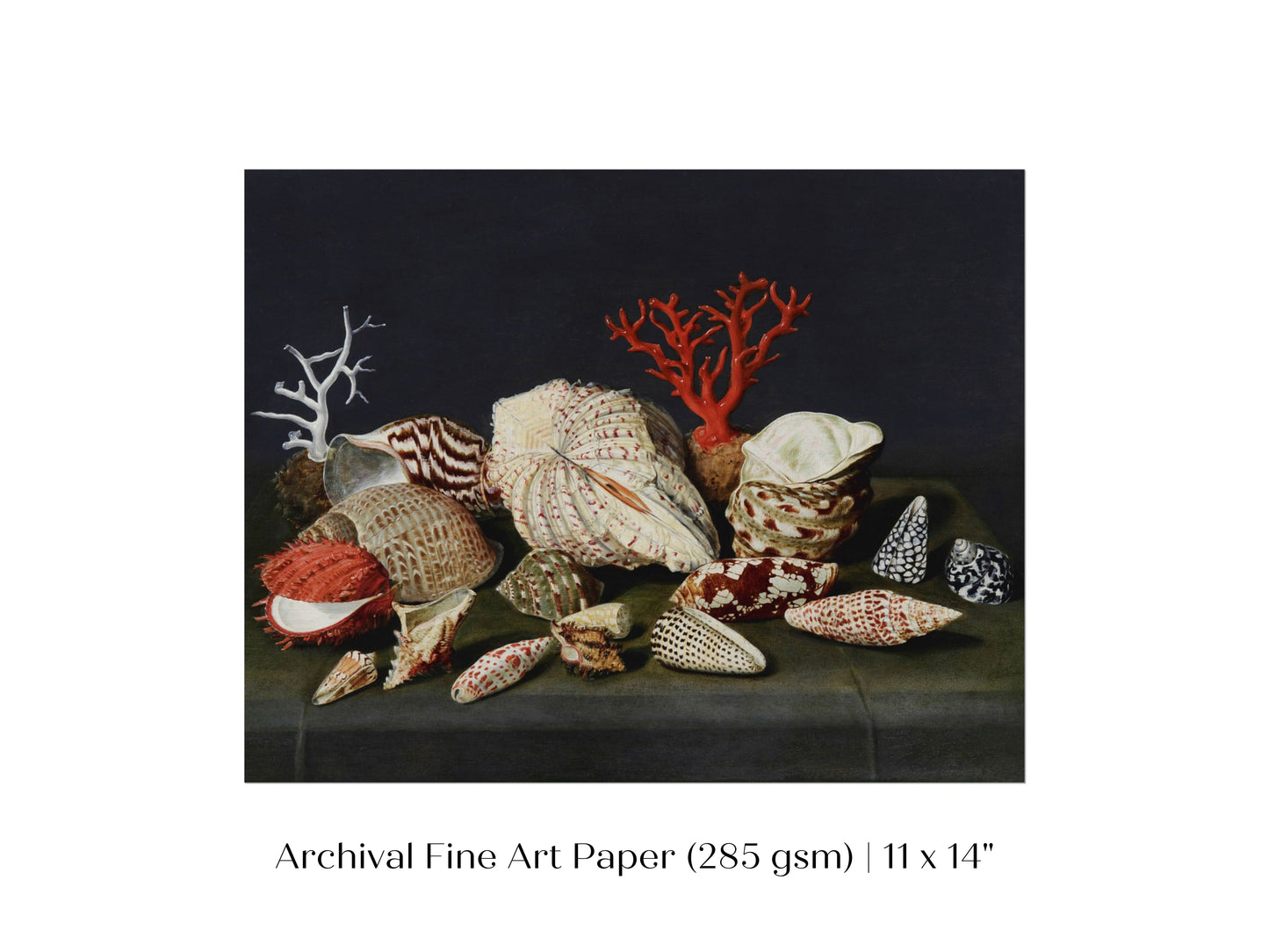 Still Life with Shells and Coral | P429