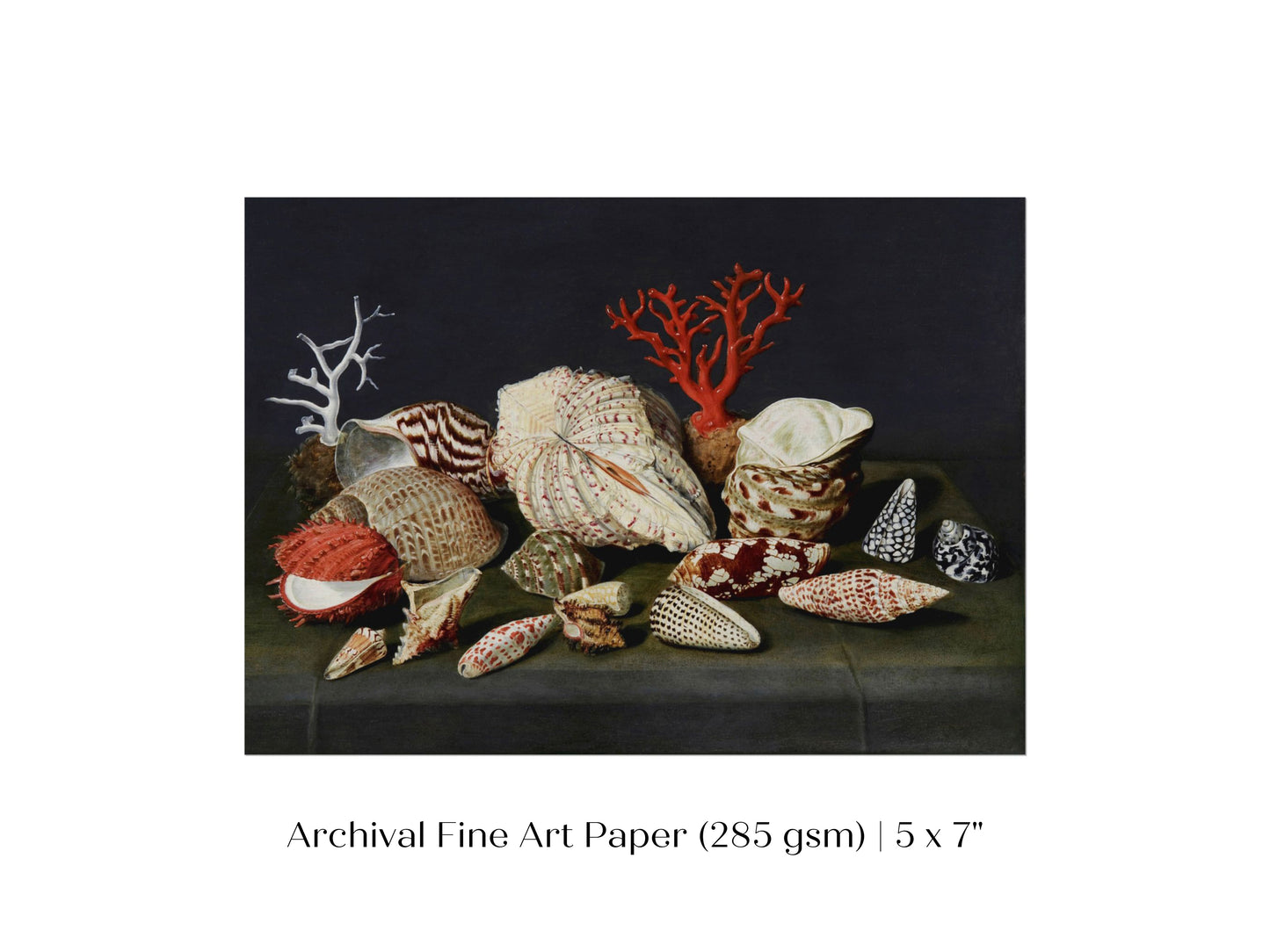 Still Life with Shells and Coral | P429