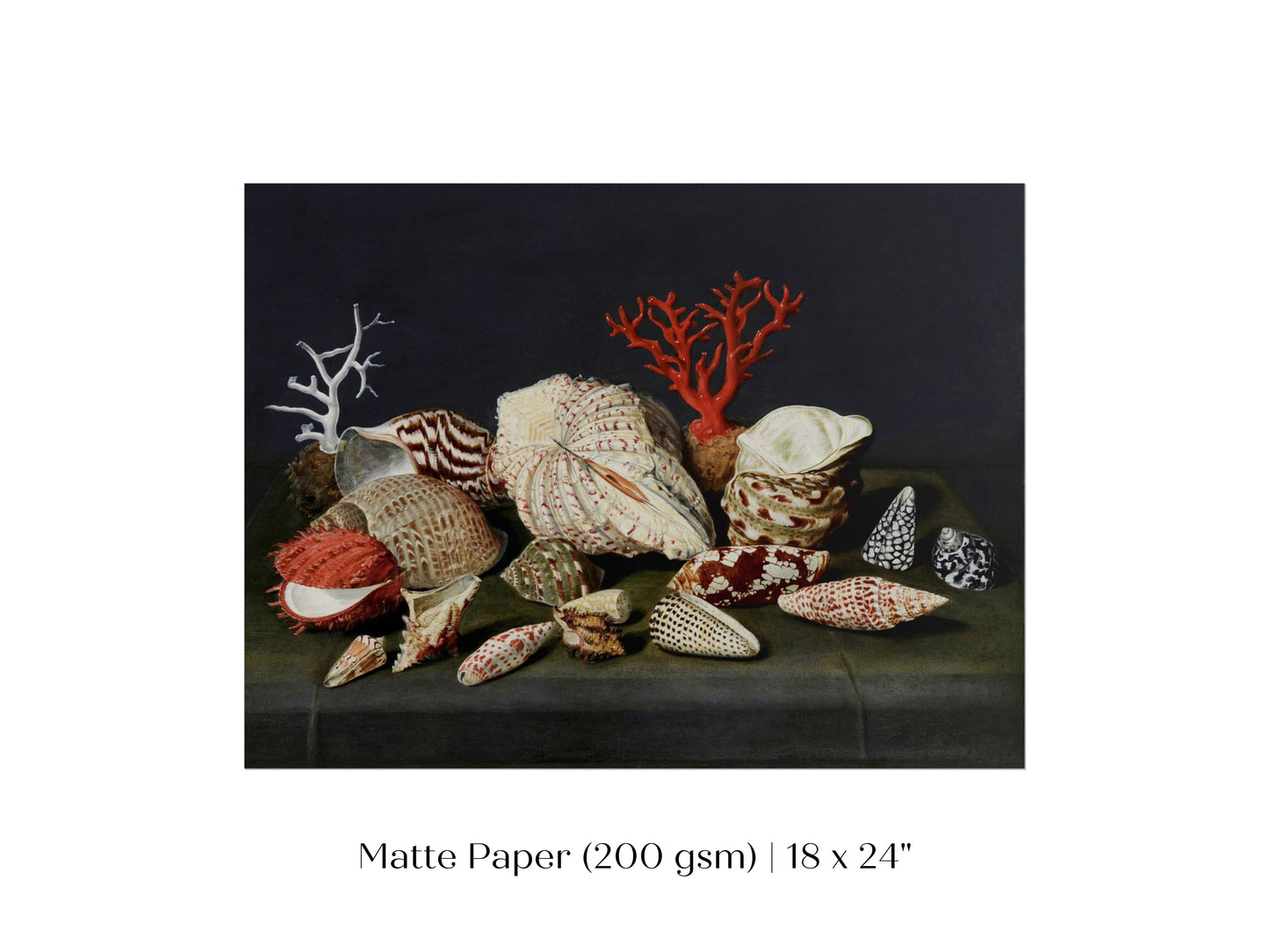 Still Life with Shells and Coral | P429