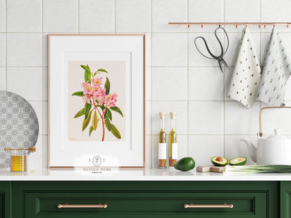 Pink Rose Bay Rhododendron Illustration | P178