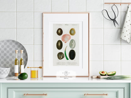 Shell/Mollusk Illustration | P230