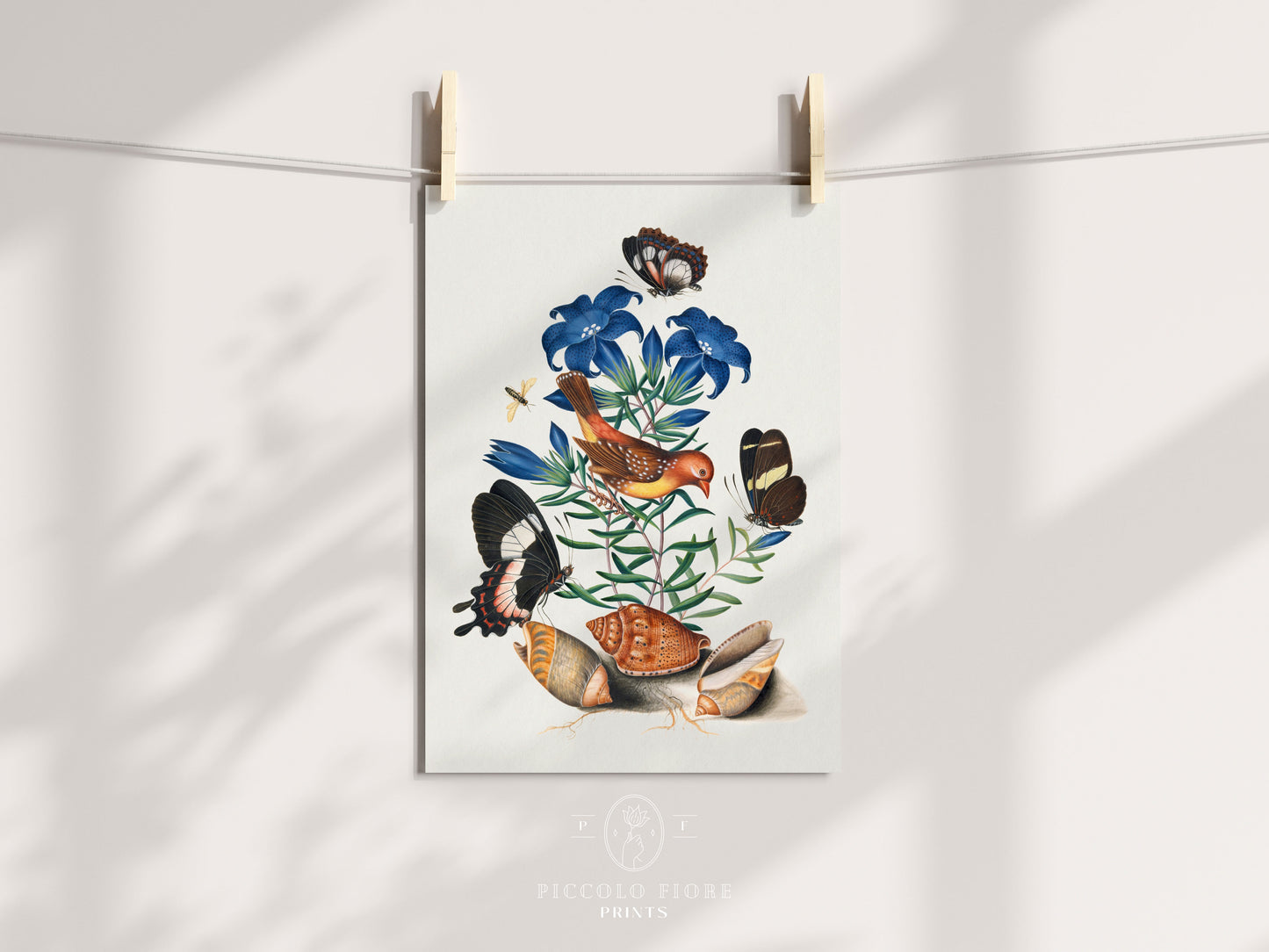 Bird, Shells and Butterflies | P158