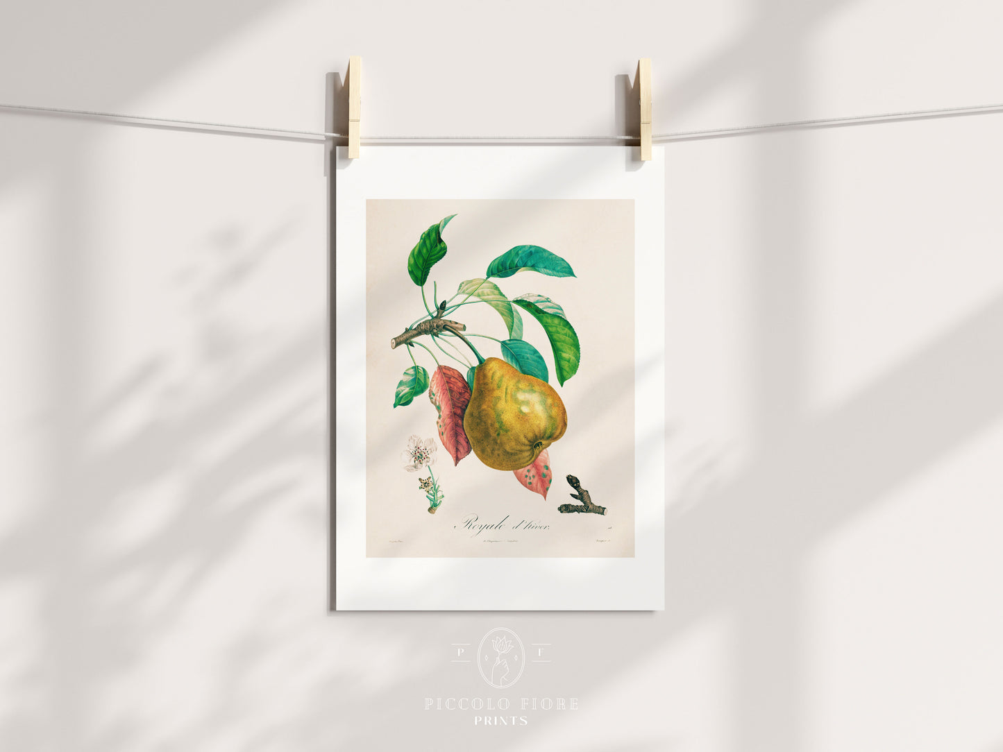 Pear | Botanical Illustration | P181