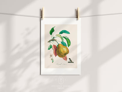Pear | Botanical Illustration | P181