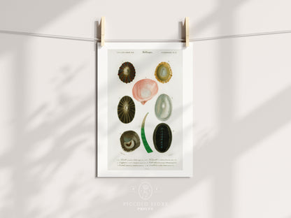 Shell/Mollusk Illustration | P230