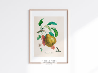 Pear | Botanical Illustration | P181