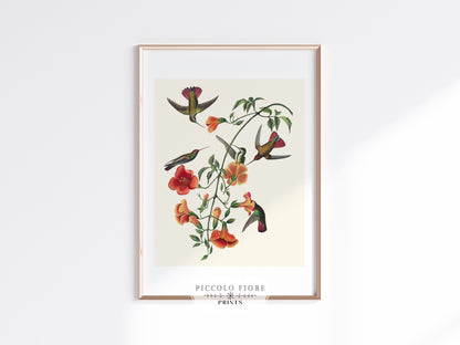 Mango Hummingbird Illustration | P258