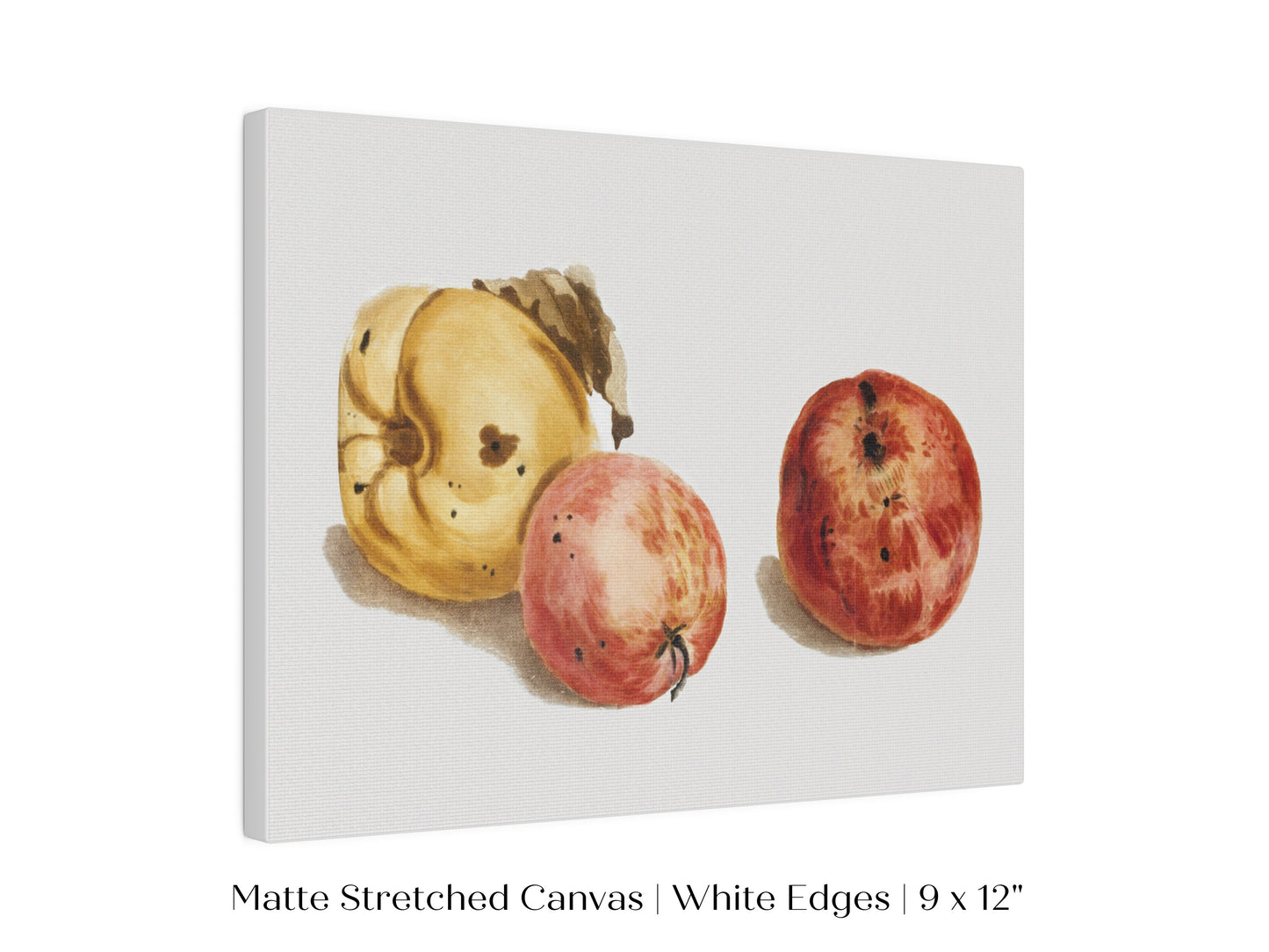 Still Life of a Quince and Two Apples | P35