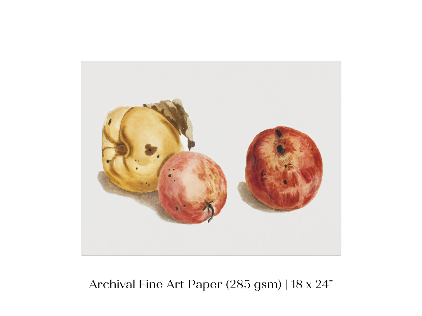 Still Life of a Quince and Two Apples | P35