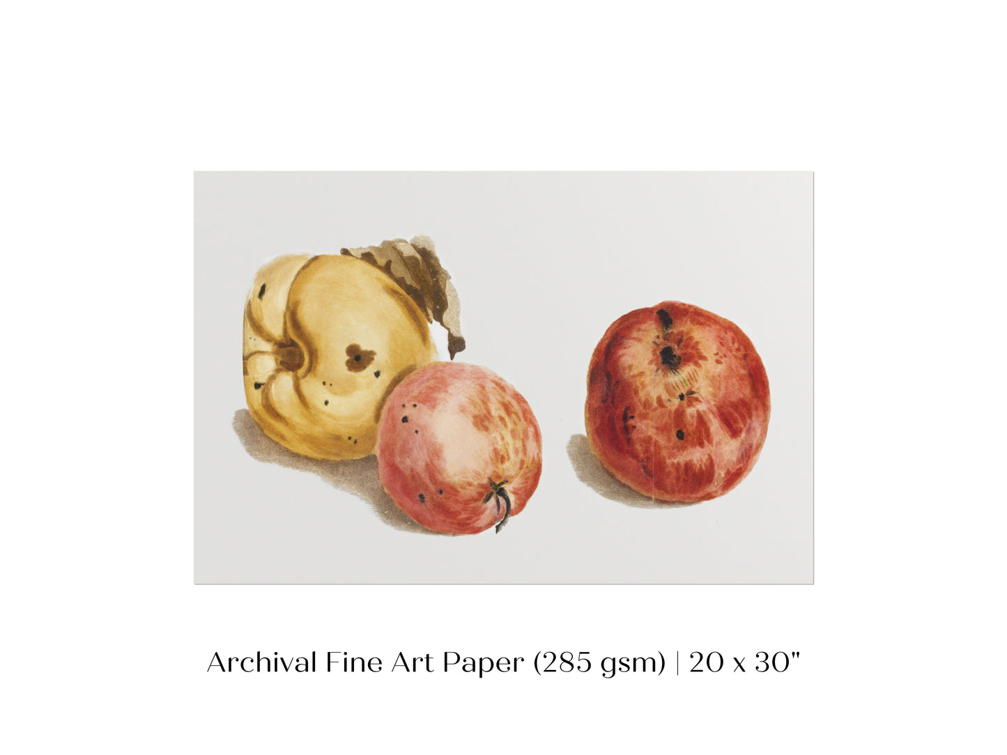 Still Life of a Quince and Two Apples | P35