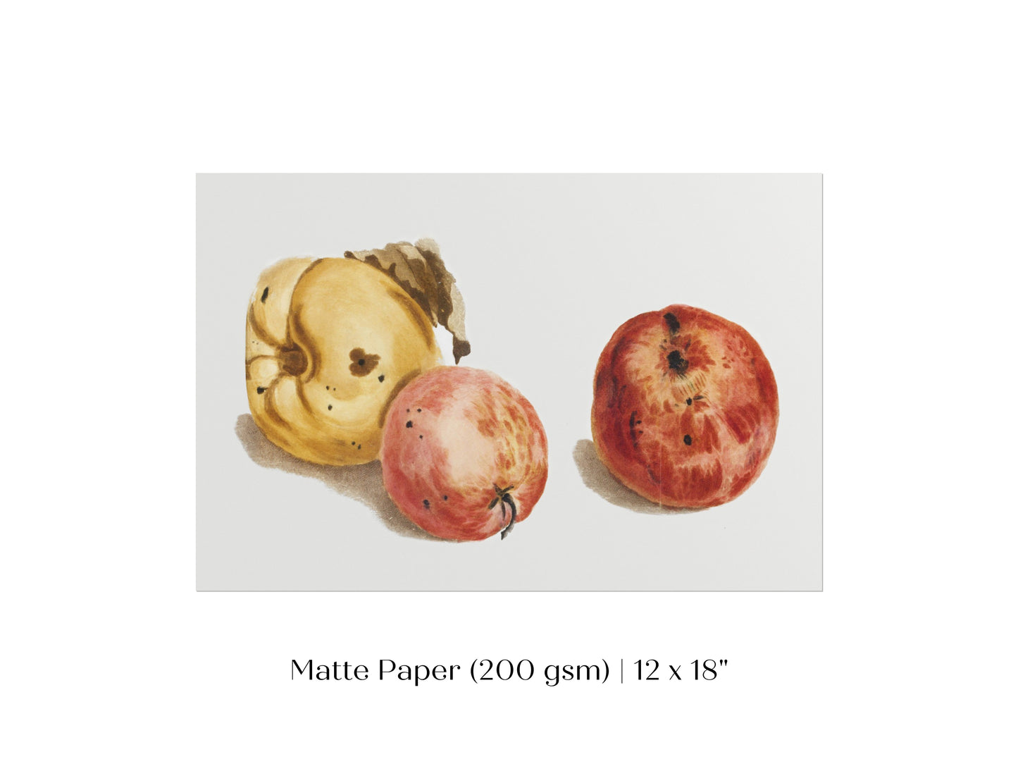 Still Life of a Quince and Two Apples | P35