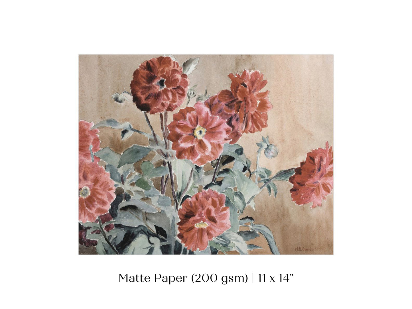 Dahlias | P390