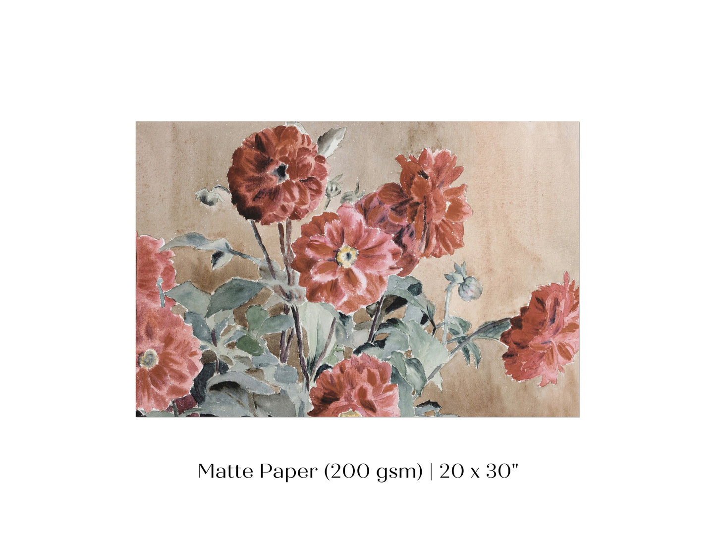 Dahlias | P390