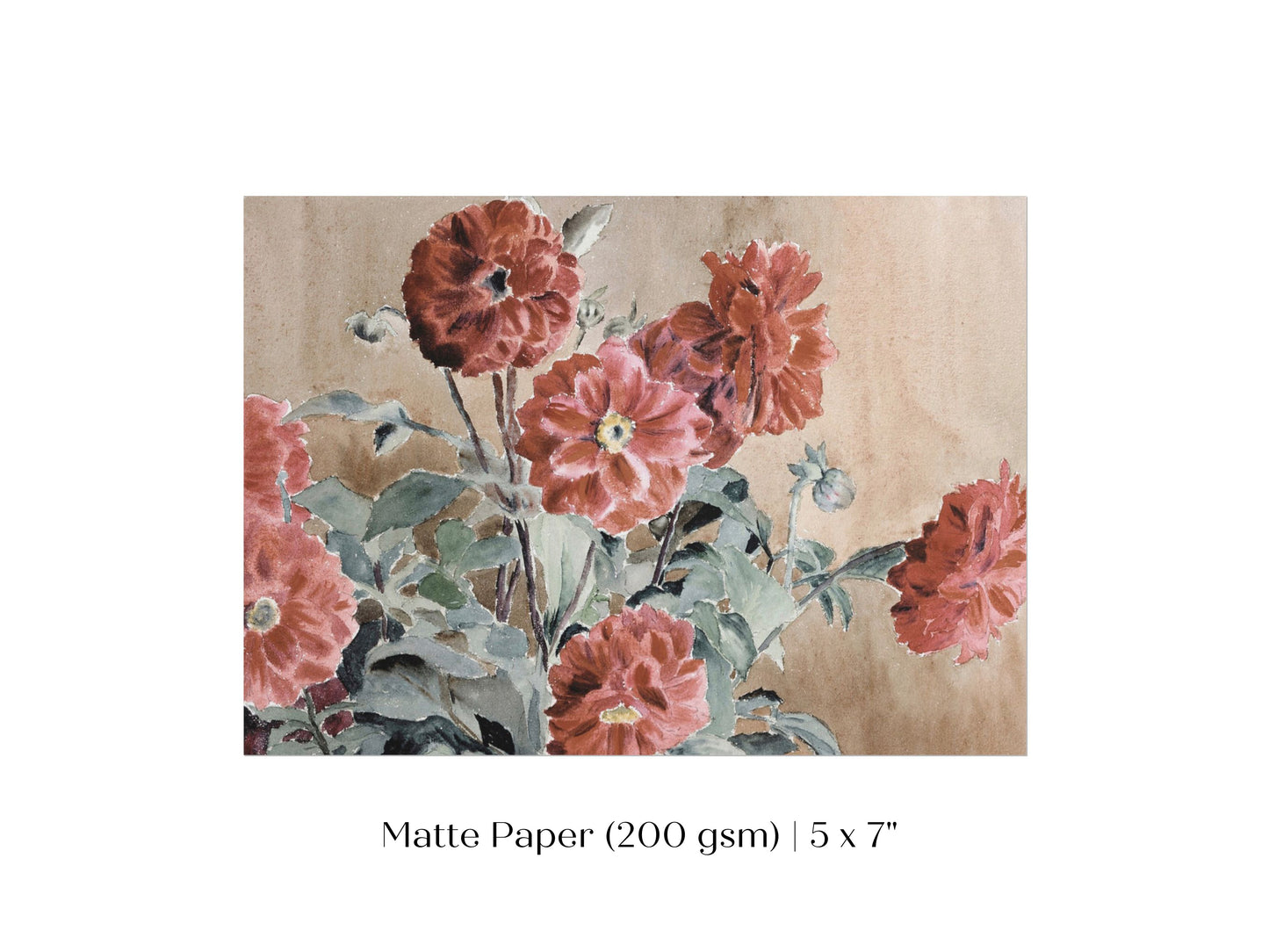 Dahlias | P390
