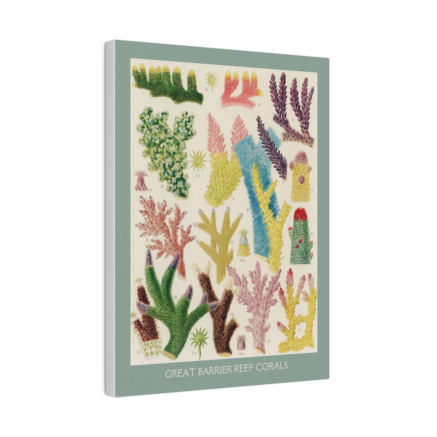 Great Barrier Reef Coral | P501