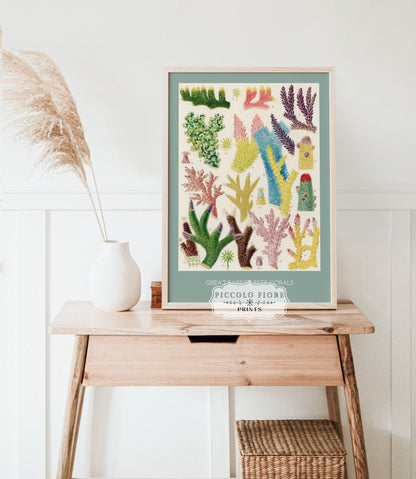 Great Barrier Reef Coral | P501