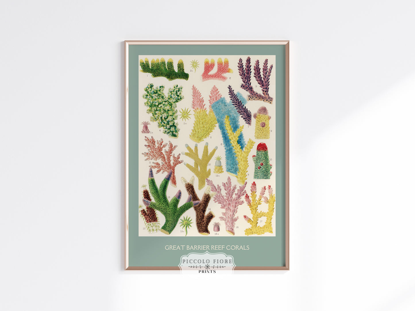 Great Barrier Reef Coral | P501