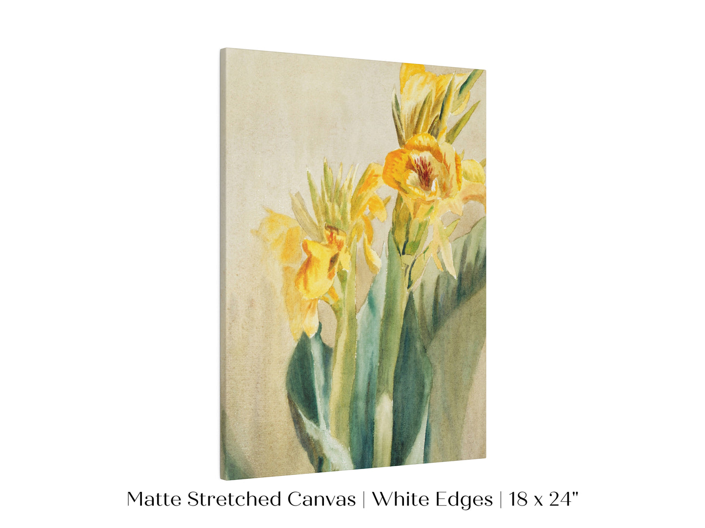 Cana Lily | P61