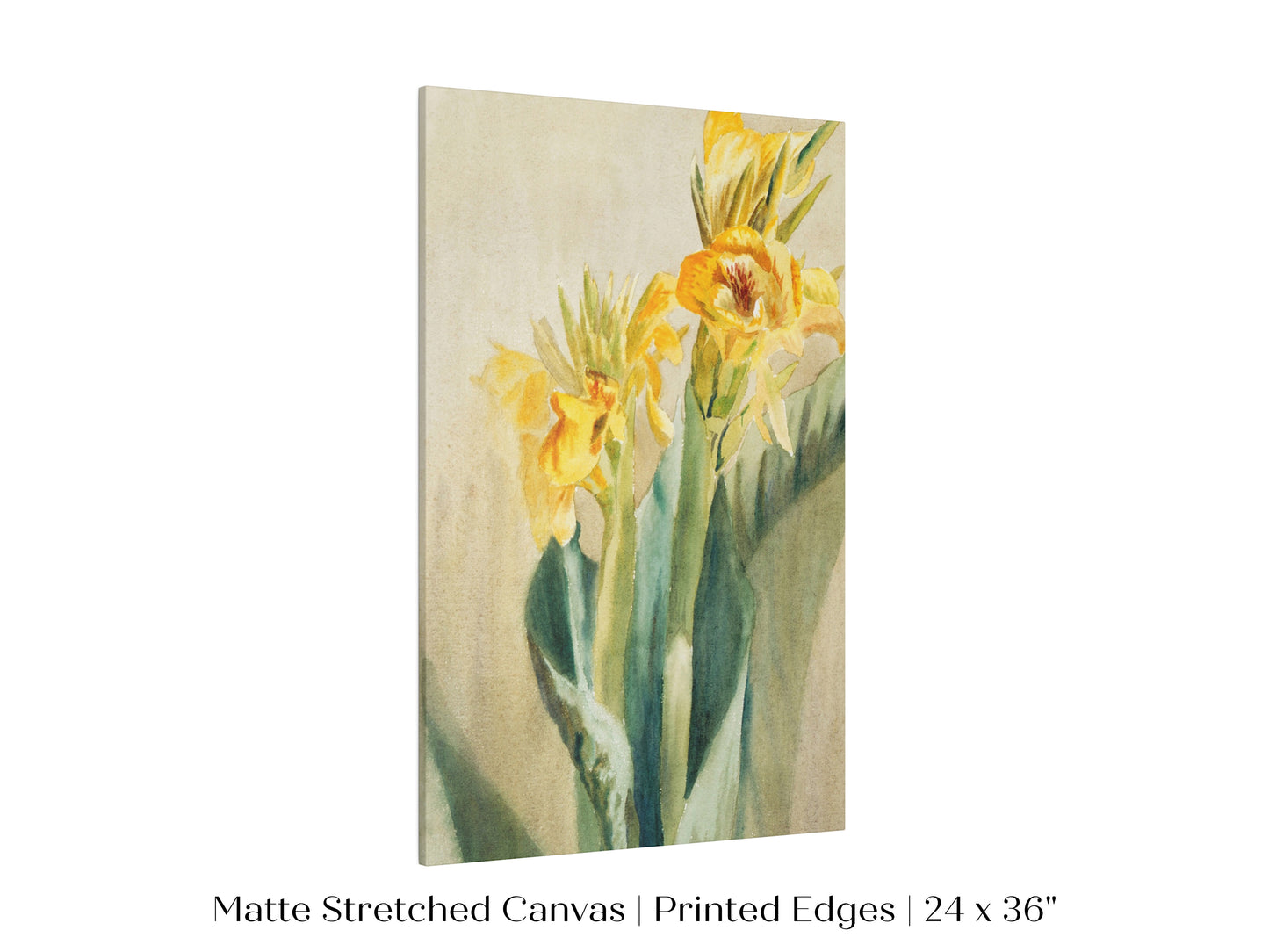 Cana Lily | P61