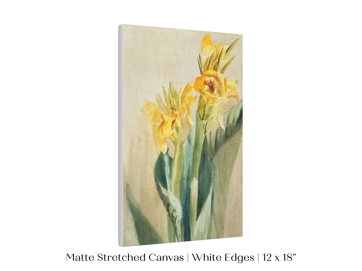 Cana Lily | P61